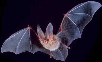 big-eared-townsend-fledermaus